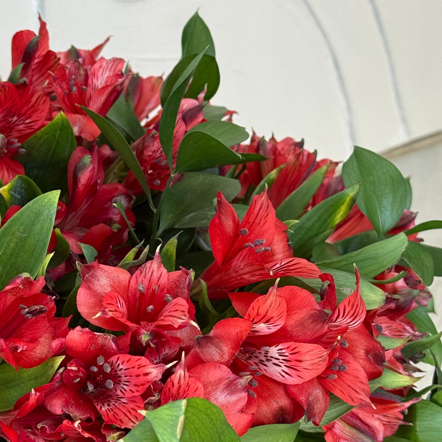 Crimson-Charm-Alstroemeria - FlowerStop LA