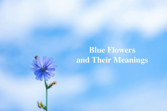 20 Blue Flowers and Their Meanings | Blue Flower Guide - FlowerStop LA
