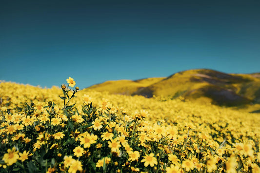 Flowers That Bloom Year-Round in California - FlowerStop LA