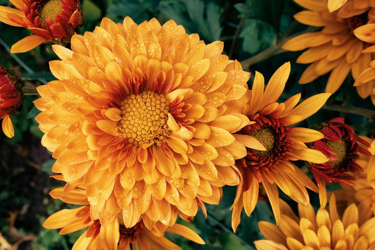 Chrysanthemum Meaning: Symbolism, Colors and November's Birth Flower - FlowerStop LA