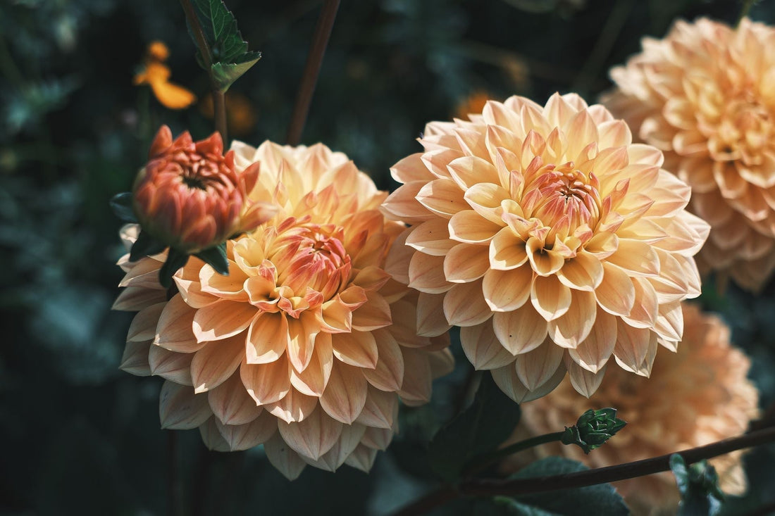 Dahlia Flower Meaning: What This Bold Fall Bloom Really Says - FlowerStop LA