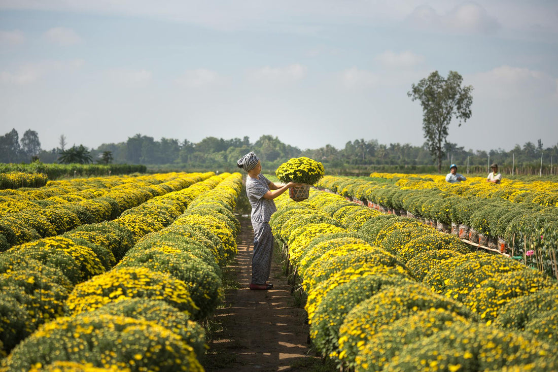 What Most People Don’t Realize About Running a Flower Farm - FlowerStop LA