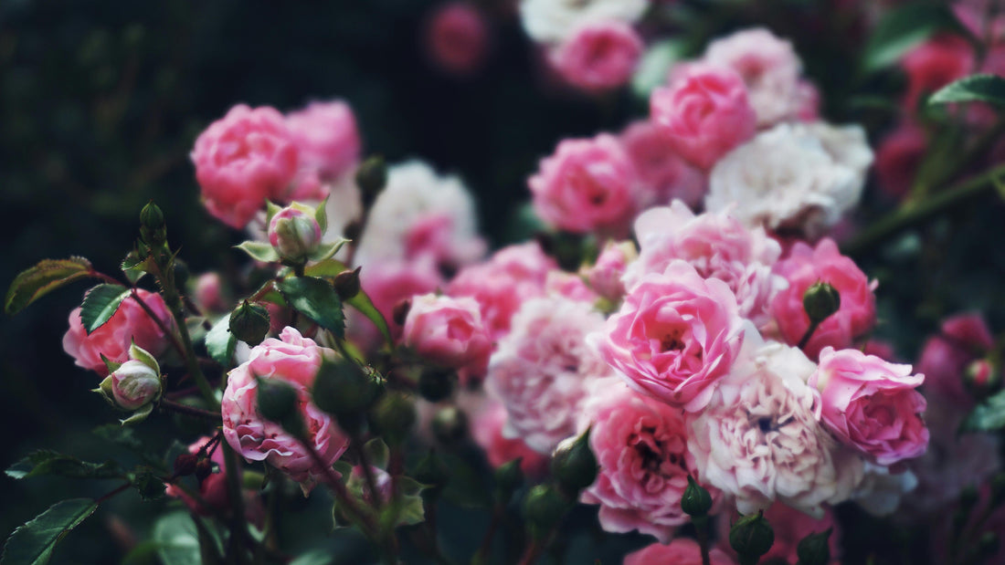 Pink Flowers: The Ultimate Friendship Gift - FlowerStop LA