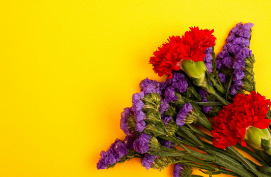 Keeping Carnations Fresh: A Complete Guide - FlowerStop LA