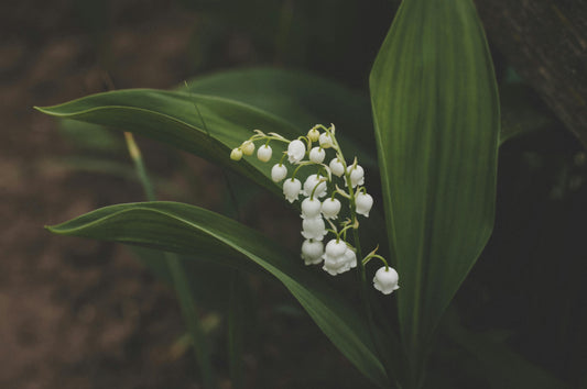 May Birth Flowers | Lily of the Valley & Hawthorn - FlowerStop LA