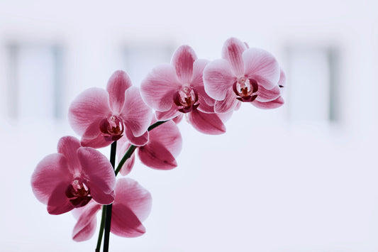 How to Take Care of Orchids: A Complete Guide - FlowerStop LA