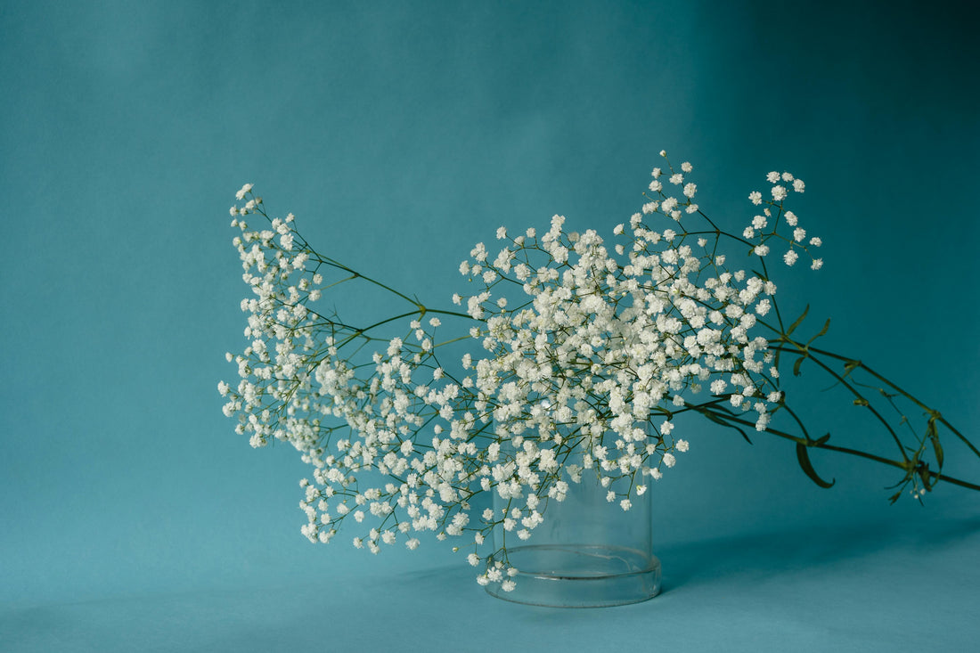 Gypsophila: Tenderness and Magic in One Flower - FlowerStop LA