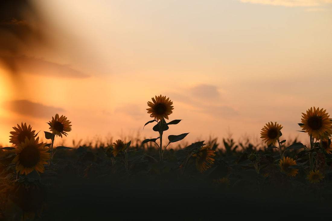 Sunflower Meaning: Symbolism, Colors and When to Give Them - FlowerStop LA